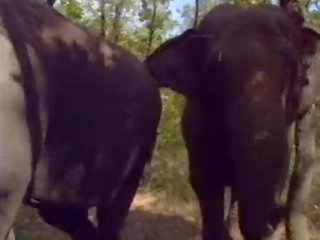 Selen মধ্যে লা regina degli elefanti (a.k.a. ঐ রাণী এর elephants) - দৃশ্য #1